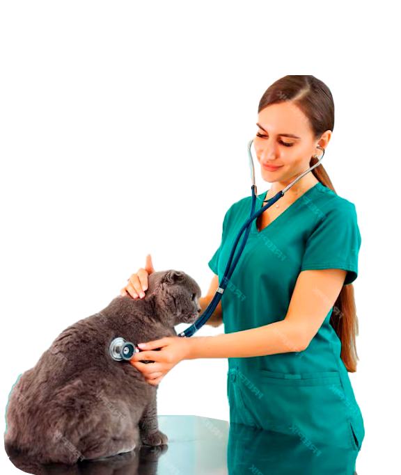 Equipo de veterinarios